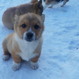 Cardigan Welsh Corgi and Pembroke Welsh Corgi Puppies from Glen Clova Keep Corgis