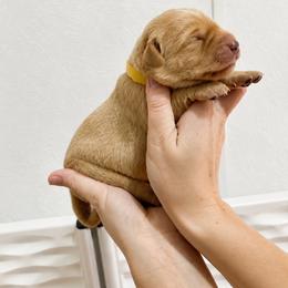 Sunny - Yellow male Labrador Retriever puppy in Newaygo, Michigan from Royal Oak Gundogs
