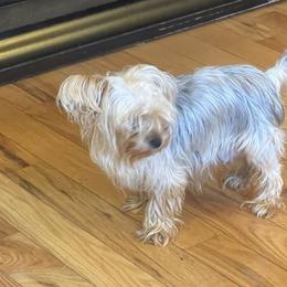 Yorkshire Terriers from Yorkie Acres (@yorkie_2_life)