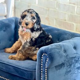 Popcorn - Merle male Irish Doodle puppy in Indiahoma, Oklahoma from Farm Fresh Doodles