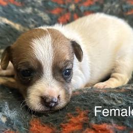 Jack Russell Terrier All Grown Up from Tuff Country Farm