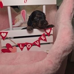 Blossom- Price 2,210 - Brindle female Dachshund puppy in Bristol, Tennessee from It's Mini Wieners Baby