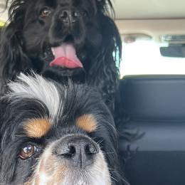 Cocker Spaniels from Ileana Madrigal