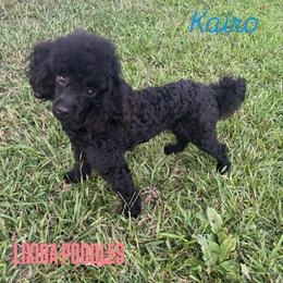 Kairo - Poodle