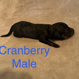 Cranberry - Brindle male Poodle puppy in Piqua, Kansas from Legacy Farms Standard Poodles