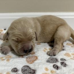 Fin - Golden male Golden Retriever puppy in Seville, Ohio from Retriever Ranch