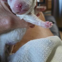 Boy 2 - White male Bichon Frise puppy in Four Oaks, North Carolina from .Havenkennels.Net