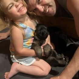 German Shepherd Puppies from McGarry German Shepherds