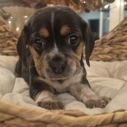 Patsy - Black tan and white female Beagle puppy in Salina, Kansas from Peace Love frenchies