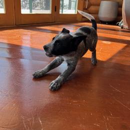 Tails - Blue speckled female Australian Cattle Dog puppy in Reed Point, Montana from Three Finger Farms