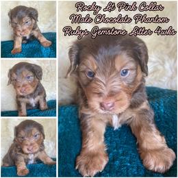 Rocky - male Australian Mountain Doodle puppy in Port Orchard, Washington from Yukon Harbor Doodles