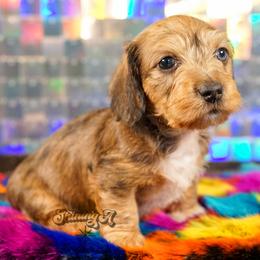 Pooh Bear - Dapple male Dachshund puppy in Mc Neil, Arkansas from Shining A Lowriders & Co.