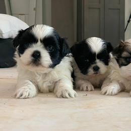Shih Tzu and West Highland White Terrier Puppies from Westies of Morrison