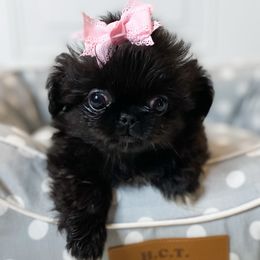Alice - Black Pekingese puppy in Florida from Premium Pekingese