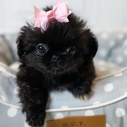 Alice - Black Pekingese puppy in Florida from Premium Pekingese