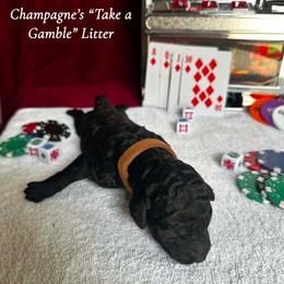 Deuce (Brown Collar Boy) - Black male Poodle puppy in Cambridge, Wisconsin from Champagne Poodles