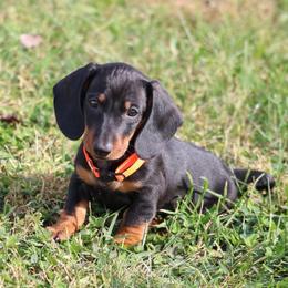 Boo - Black and tan male Dachshund puppy in Red Bud, Illinois from Midwest Miniature Dachshunds