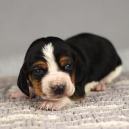 Leo - Brown and white male Basset Hound puppy in Idaho from Welcome Home Bassets