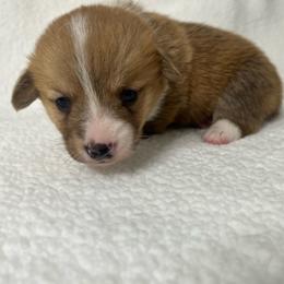 Cannoli - Red male Pembroke Welsh Corgi puppy in Ocala, Florida from Osborne Corgis