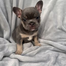 French Bulldog Puppies from Kehaulani Crittle