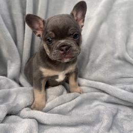French Bulldog Puppies from Kehaulani Crittle