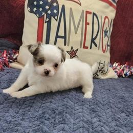 Girl 1 - Merle female Chihuahua puppy in Chesapeake, Virginia from Elsbeth's Chihuahuas