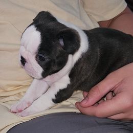 Girl 1 - Black brindle and white Boston Terrier puppy in Kingsport, Tennessee from Blue Ridge Boston Terriers
