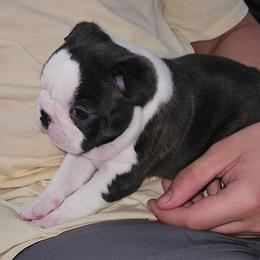 Girl 1 - Black brindle and white Boston Terrier puppy in Kingsport, Tennessee from Blue Ridge Boston Terriers