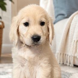 Aqua - Light golden female Golden Retriever puppy in Peoria, Arizona from Westwing Retrievers