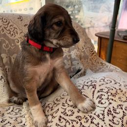 Diyan - Red Collar - Red male Saluki puppy in Los Angeles, California from Srinagar Salukis