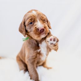 Cockapoo and Goldendoodle Puppies from Vino and Vespa Doodles