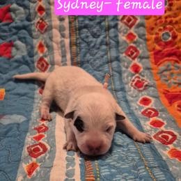 Sydney - Blue female Australian Cattle Dog puppy in Prescott Valley, Arizona from KS Cattle Dogs