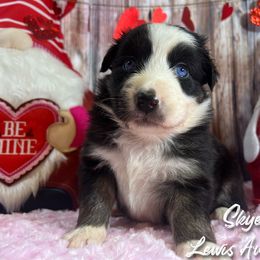 Australian Shepherd and Pembroke Welsh Corgi Puppies from Lewis Aussie’s & Corgi’s