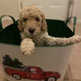 Goldendoodle Puppies from Tina Armstrong's Doodles