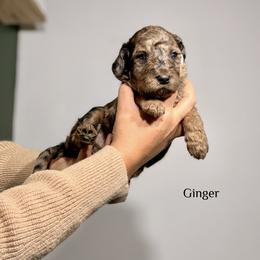 Ginger - Merle female Bernedoodle puppy in Pennsylvania from Bells Bernedoodles