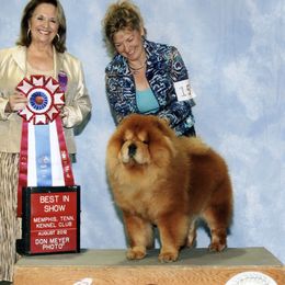 CHANCE - Chow Chow