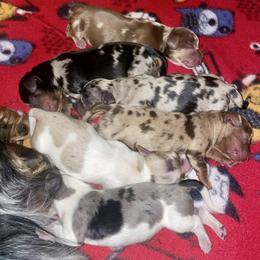 Girl 2 - Piebald female Dachshund puppy in Tennessee Colony, Texas from Hairy Wieners