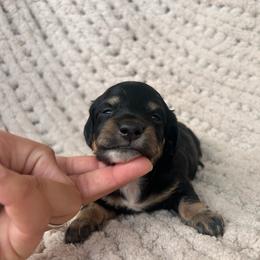 Black And Cream Male - Black and cream male Dachshund puppy in Blackstone, Virginia from Cheyenne's Dachshunds