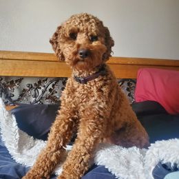 Nora - Poodle