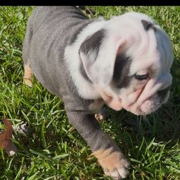 Baroness Soraya - Blue tri-color female Bulldog puppy in Pace, Florida from Royal Fade Bulldogs