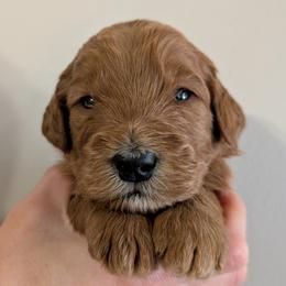 Red - Red  male Goldendoodle puppy in Midland, North Carolina from Alger Farm, LLC