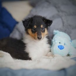 Hydra - Black white and tan Collie puppy in Virginia from Blackberry Hills Cattle dogs and Collies