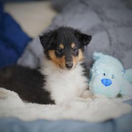 Hydra - Black white and tan Collie puppy in Virginia from Blackberry Hills Cattle dogs and Collies