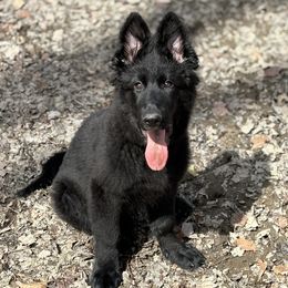 German Shepherd Puppies from Fancy GSDs