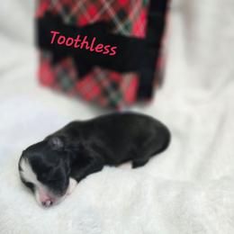 Toothless - Black and white female Havanese puppy in Pelham, Alabama from Havanese Cuban Cuties