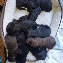 Goldendoodle Puppies from Lesia's Goldendoodles