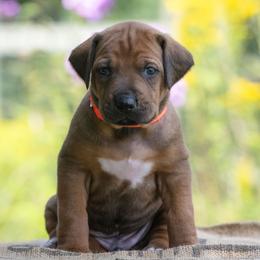Boy 3 - Red wheaten male Rhodesian Ridgeback puppy in Hillman, Minnesota from Rhoxwood Kennel