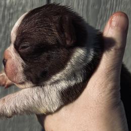 Bootsies white collar boy - Red male Boston Terrier puppy in Yakima, Washington from Barnett’s AKC Boston Terriers