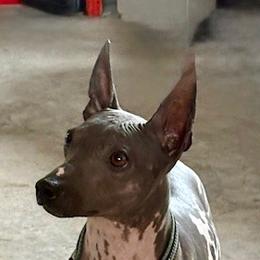 WINNIE - American Hairless Terrier