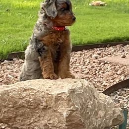 Aussiedoodle and Miniature Australian Shepherd Puppies from BlueZion Aussies